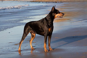 How Long Does It Take a Dog to Digest Food