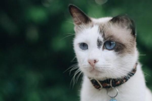 How to Treat Stubborn Frequent Urination in Cats