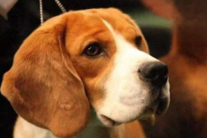 Foods That Are Toxic to Dogs