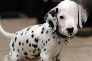 Why Your Dog Keeps Having Diarrhea