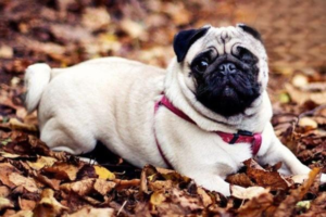 Tips for Choosing the Right Dog Food