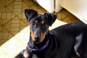 How to Get Rid of Dog Tear Stains