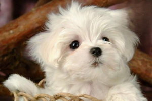 Best Dog Breeds for First-Time Owners