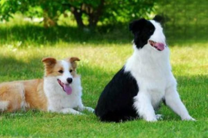Why Your Dog Is Suddenly Getting White Hair