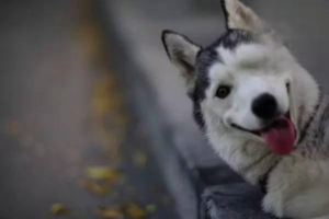 How to Train a Siberian Husky
