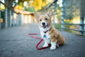 How to Improve Your Dog’s Intelligence