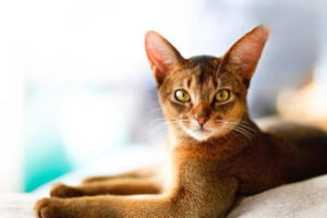 Cat Care Guide for Autumn and Winter Shedding Season