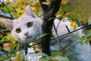 Things Cats Hate the Most