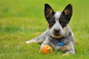 The Hidden Dangers of an Overweight Dog