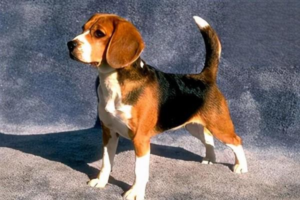 5 Dog Breeds That Suit Male Owners Best