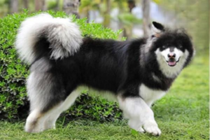 How to Tell If Your Dog’s Deworming Worked