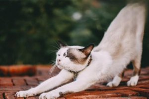 What Is Chronic Diarrhea in Cats?