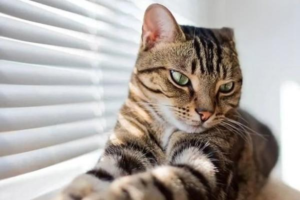 What to Do When Your Cat Eats Non-Food Items (Pica)