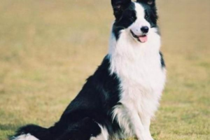 First Aid for Common Dog Skin Diseases