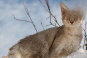 The ‘Innocent’ Male Cat: How Male and Female Cats Differ in Heat