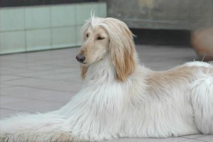 A New Dog Keeps Barking at Night – What to Do