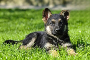 What to Do When Your Dog Barks at Guests