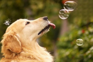 How to Prevent Dog Diseases in Spring