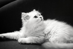 The Cat Nose You Didn’t Know About