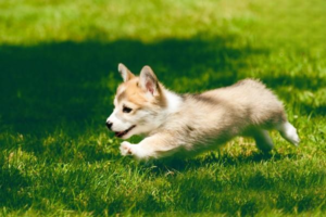 When to Vaccinate and Deworm Your Dog