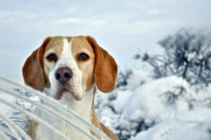 Can Dogs Eat Sweet Potatoes?