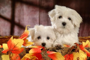 Dog Mite Infestation: Symptoms and Treatment