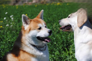 Do Dogs Get Grumpy When Woken Up?