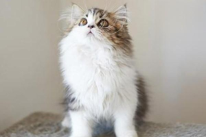 What Is the Purpose of a Cat’s Whiskers?