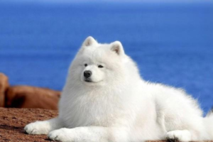 Why Does My Dog Drink Toilet Water?