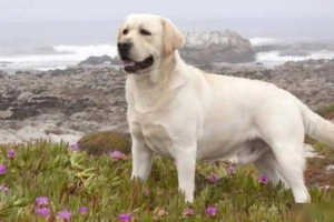How Many Meals Should a Dog Eat per Day