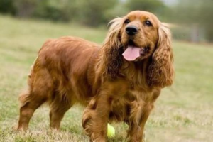 Why Do So Many Dogs Fight at the Drop of a Hat