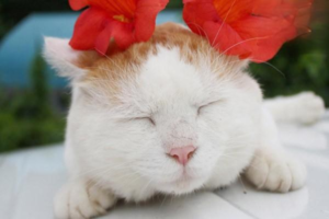 Simple Coping Strategies for Cat Stress Responses