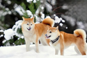 Does a Dog Cover Its Face Out of Shyness?