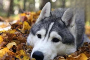 How to Make Your Dog’s Bed More Comfortable
