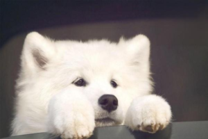 How to Tell If Your Dog Needs More Water