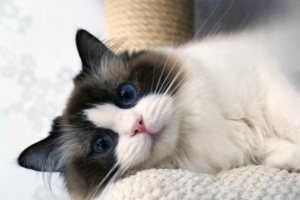 How to Correct a Picky-Eating Cat