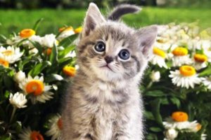 Feline Distemper in Cats: Symptoms, Causes, Diagnosis and Treatment
