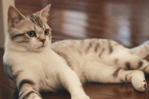 What Is Feline Folliculitis (Black Chin) in Cats?