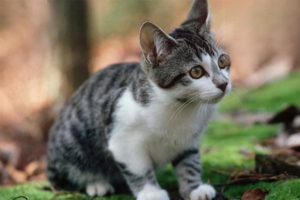 Feline Distemper: Causes, Symptoms, Incubation Period and Treatment