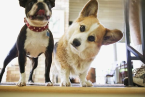 Does a Dog Sneezing at You Mean Dislike or Love?