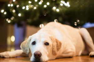 So Much to Know About Cleaning a Dog’s Ears
