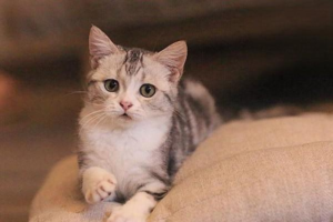 What to Do When Your Cat Bites or Scratches You