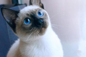 Symptoms and Treatment of Feline Distemper