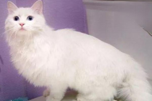 What to Note When Boarding Your Cat