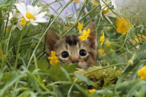 Don’t Ignore Your Pet’s Gut Health