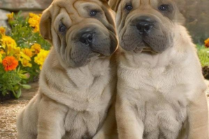 Why Dogs Gain Weight After Neutering