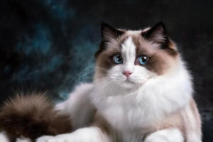 Summer Mosquito Precautions for Cats and Dogs