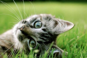 Feline Immunodeficiency Virus (FIV): Symptoms, Treatment and Prevention