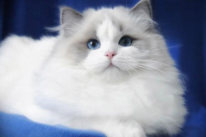 A Cat’s Nutritional Needs and Feeding Standards
