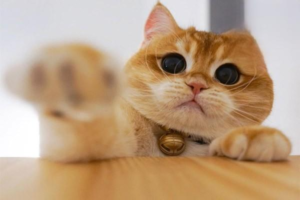 How to Treat Feline Lower Urinary Tract Disease (FLUTD)